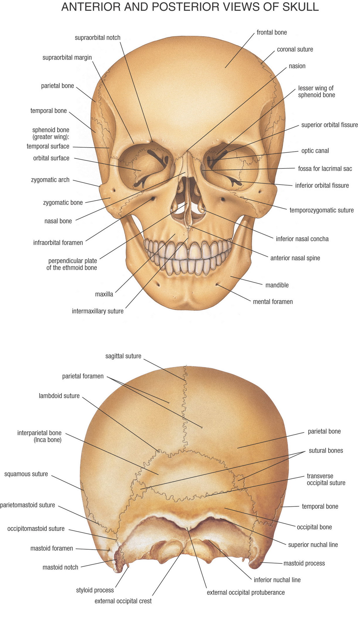 Skull Anatomy Anatomy Bones Human Anatomy